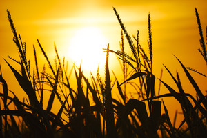 Sunrise in wheat field in the countryside
