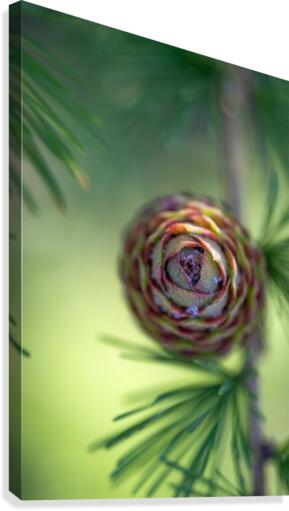 Young pine cone Canvas Print