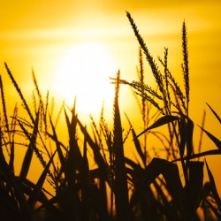 Sunrise in wheat field in the countryside