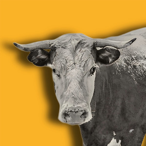 Farm Cow Original Abstract Photography on Dark Yellow Background