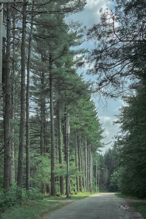 Lined Trees Art Print - Adirondack Mountains  Print