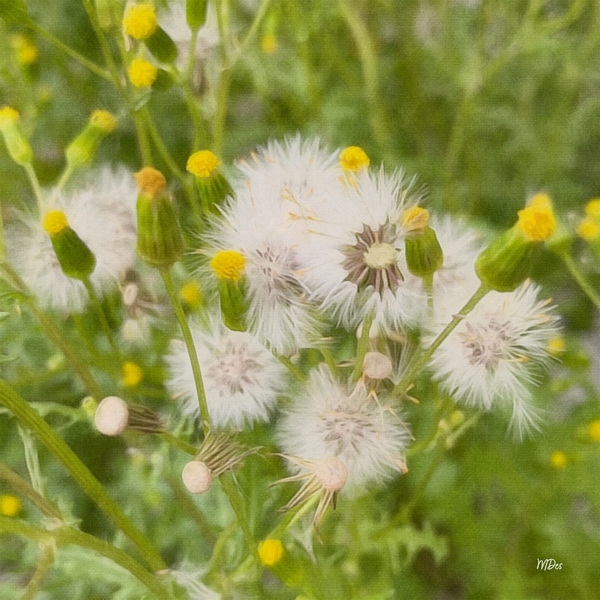 DREAMY WEEDS - ByZo Art Photography Print