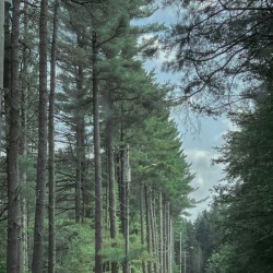 Lined Trees Art Print - Adirondack Mountains 