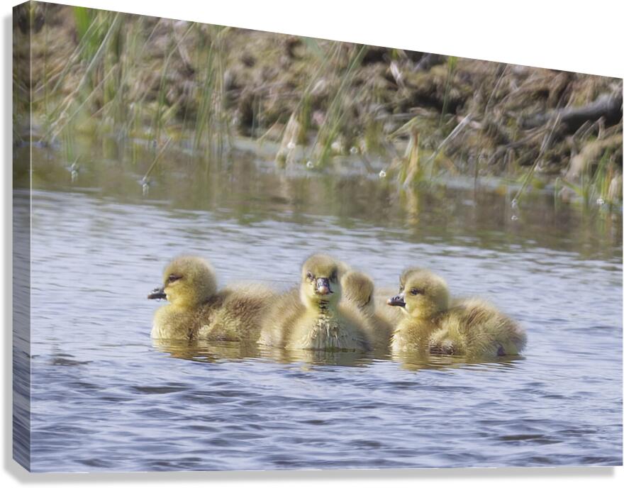 GOSLING Canvas Print