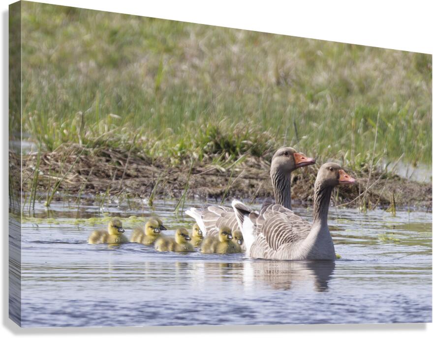 GOOSE Canvas Print