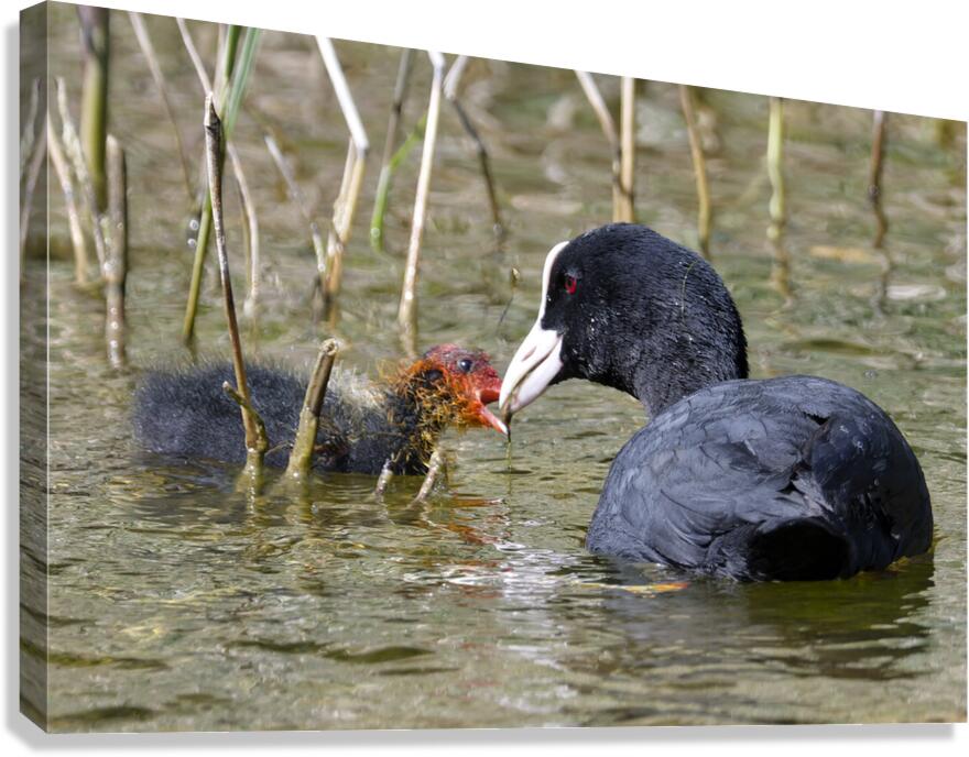 COOT Canvas Print