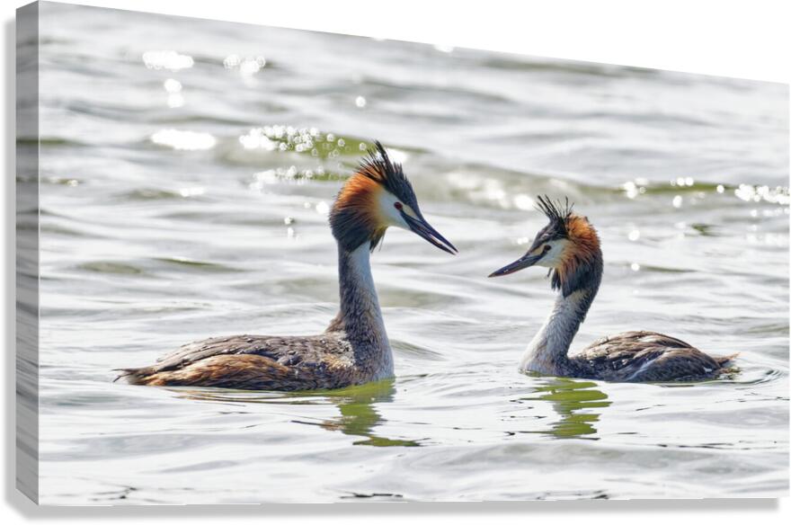 GREBE Canvas Print