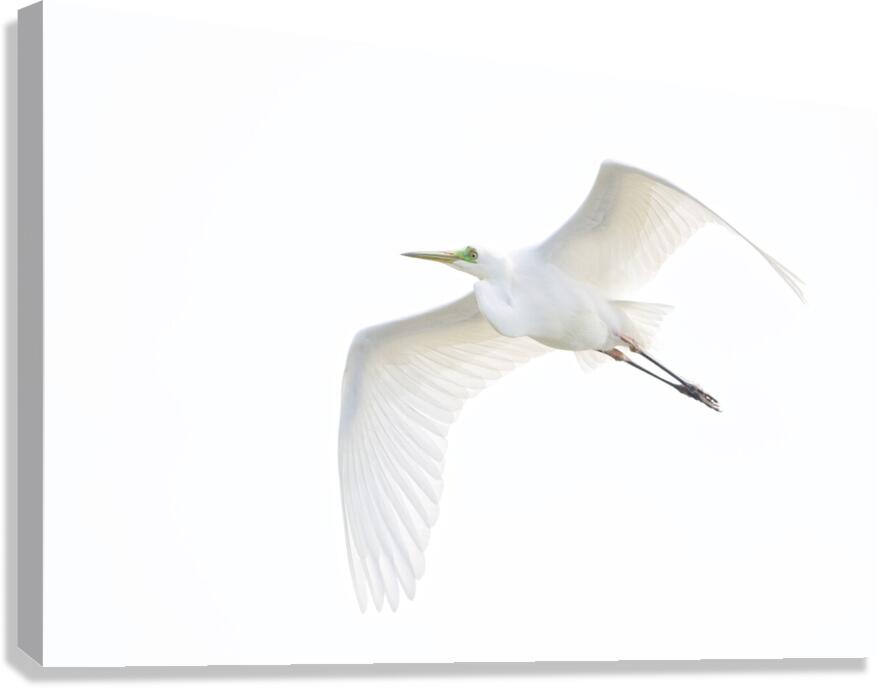 EGRET Canvas Print