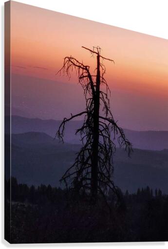 Sequoias Brighter Daze  Canvas Print
