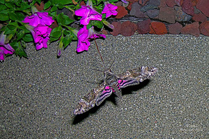 Sphinx Moth