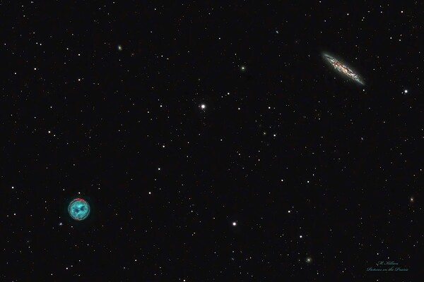 Owl  & Surfboard Print