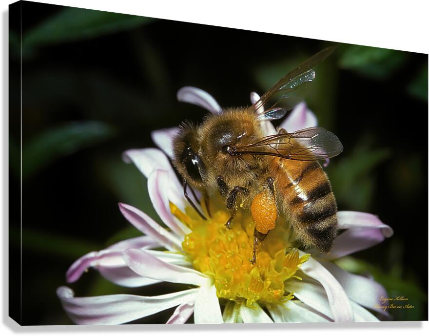 Honey Bee on Aster by Gene Killion 1980  Canvas Print