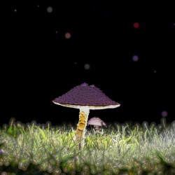 Sporesville U.S.A. by E. Farmer & M. Killion