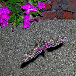 Sphinx Moth