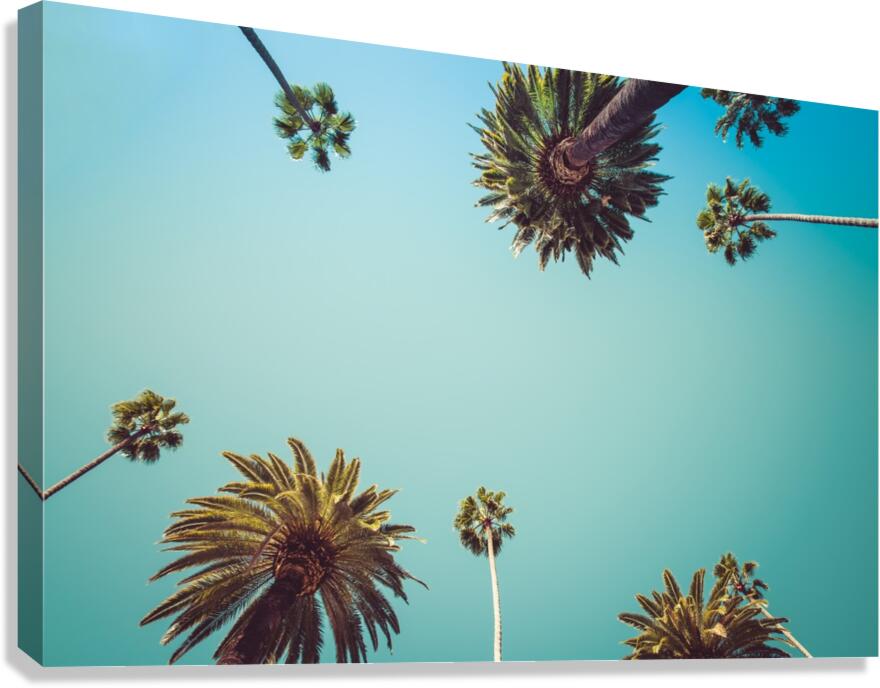 Palm Trees Canvas Print