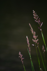 Agrostis Capillaris