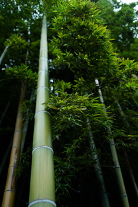 Tall is the Bamboo