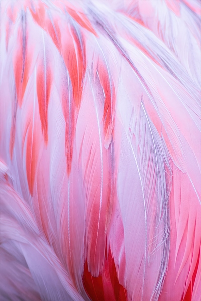 Flamingo Fire Print