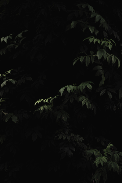 USA: Redwoods