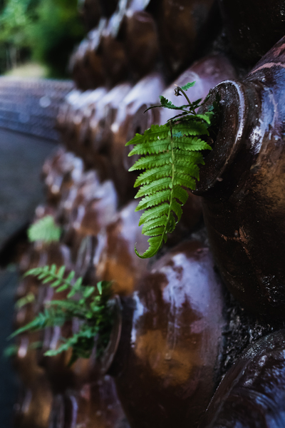 Ferns Print