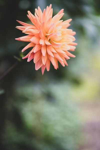 Dahlia Nanas Kiss by Studio 18 6