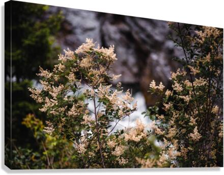 Above the Rapids Canvas Print
