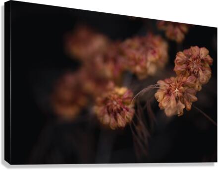 Small and Orange Canvas Print