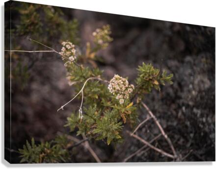 Yarrow Canvas Print