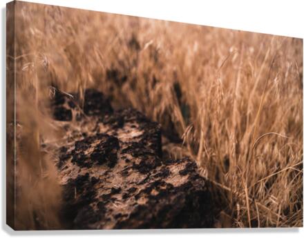 Natural Progression Canvas Print