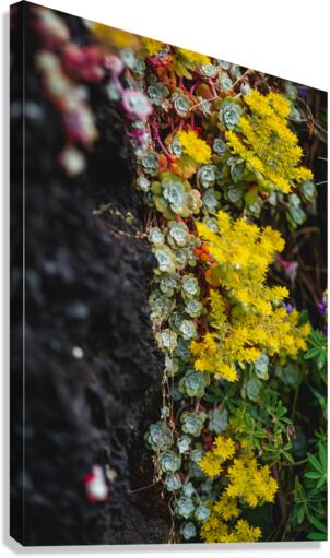 Two Tone Canvas Print