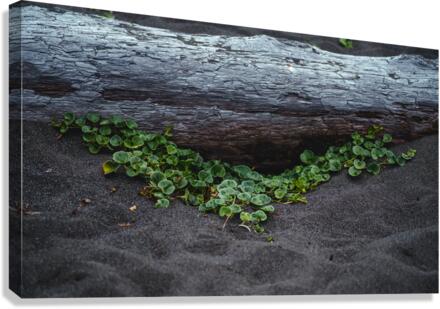 Under the Drift Canvas Print
