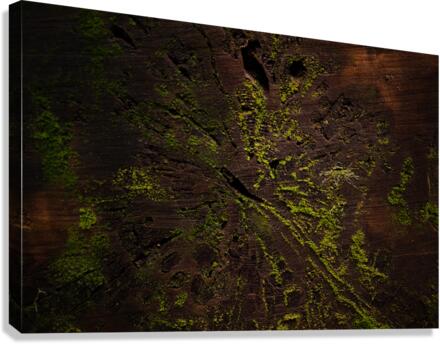 Crosscut Canvas Print