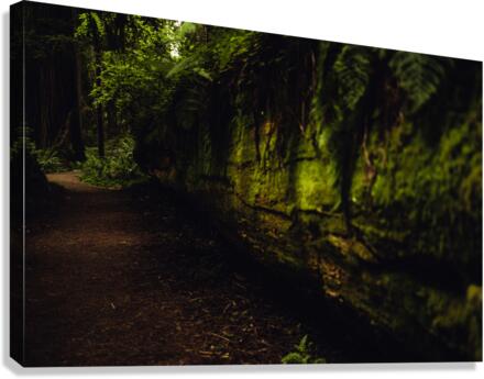 Tree Wall Canvas Print
