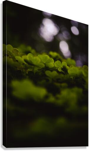 Canopy Canvas Print