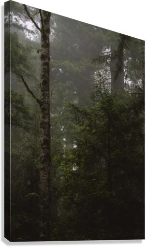 Misty Canvas Print