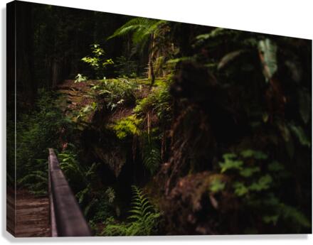 Forest Floor Canvas Print