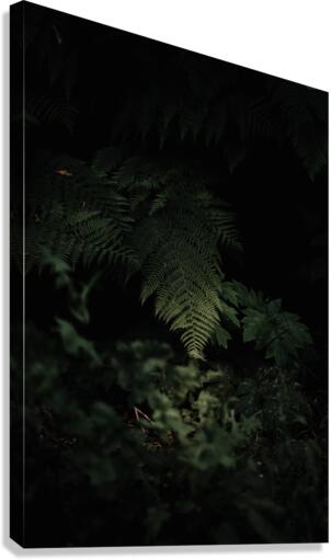 Fern Canvas Print