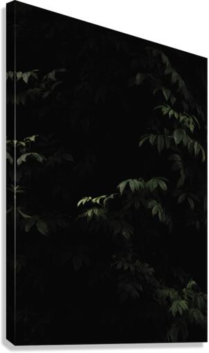 Darkened Canvas Print