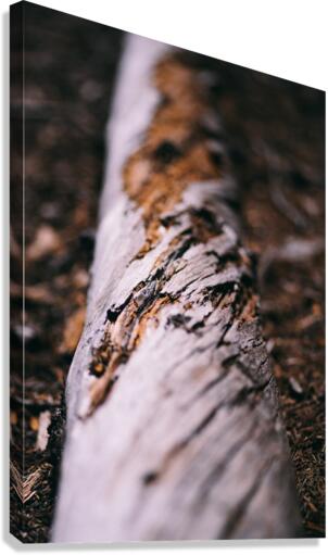 Twist Canvas Print