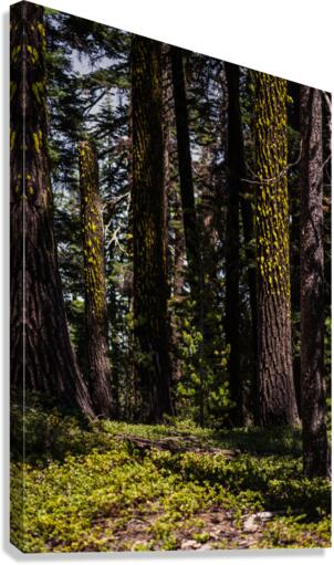 Cover Canvas Print