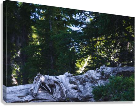 Cedar Canvas Print