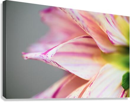 Behind the Arlequin Canvas Print