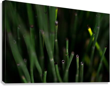 Horsetail Canvas Print