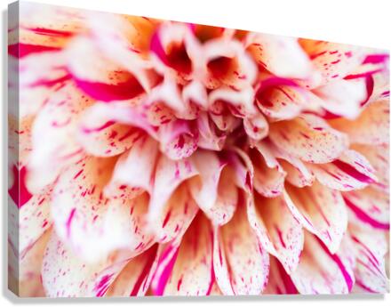 Into Arlequin Canvas Print