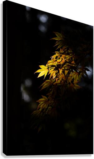Sunlit Canvas Print