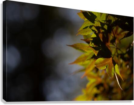 Maple Canvas Print