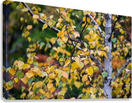 Fall Aspen Canvas Print