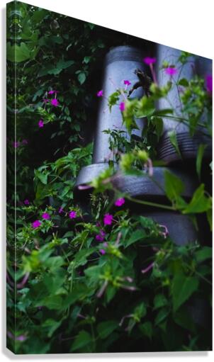 Retainer Canvas Print