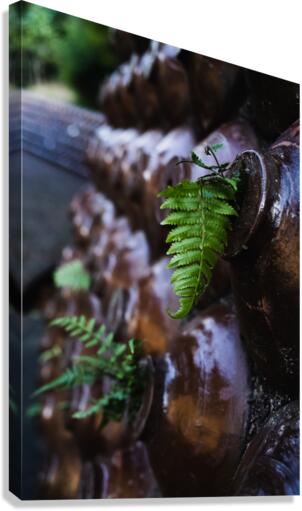 Ferns Canvas Print