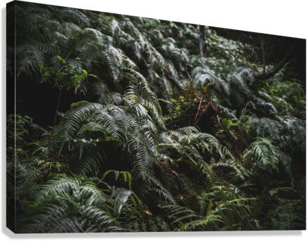 Forest Floor Canvas Print